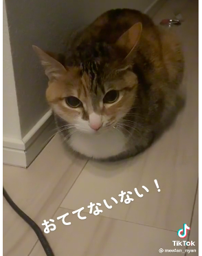 猫お手手ないないして香箱座り 前足隠してるのは安心している証拠だよ