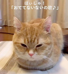 猫お手手ないないして香箱座り 前足隠してるのは安心している証拠だよ